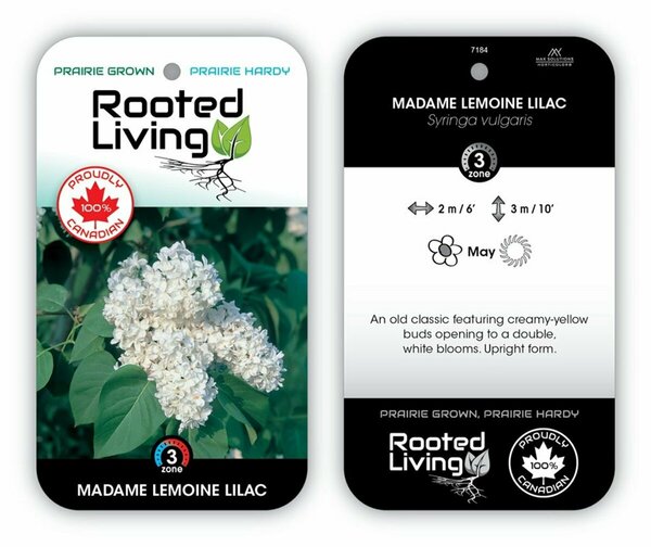 Syringa vulgaris -  'Mme Lemoine' French Lilac [Wht] 2 gal