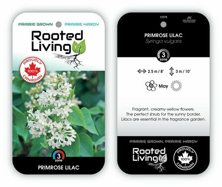 Syringa vulgaris - 'Primrose' French Lilac [Cr/Ylw] 2 gal