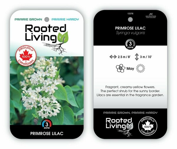 Syringa vulgaris - 'Primrose' French Lilac [Cr/Ylw] 2 gal