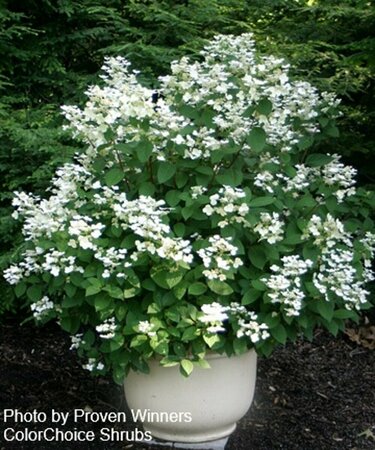 Hydrangea pan. - 'Quick Fire'® (PW) 7 gal std