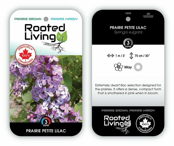 Syringa vulgaris - 'Prairie Petite' French Lilac [Pink] 2 gal