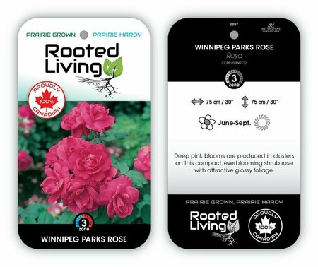 Rosa - 'Winnipeg Parks' Rose [Deep Pink] 1 gal