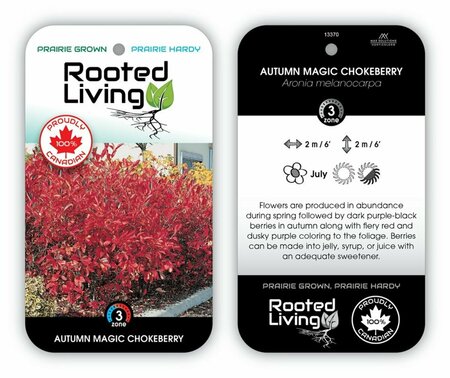 Aronia melano - 'Autumn Magic' 2 gal