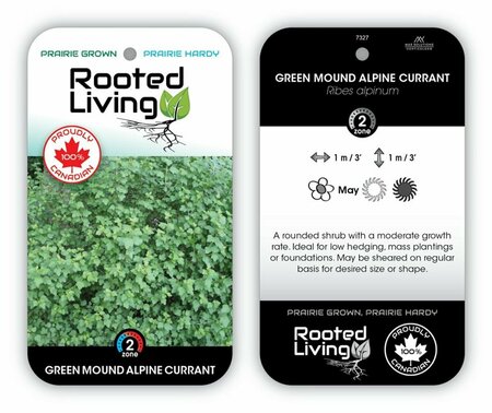 Ribes alpinum - 'Green Mound' Currant 2 gal