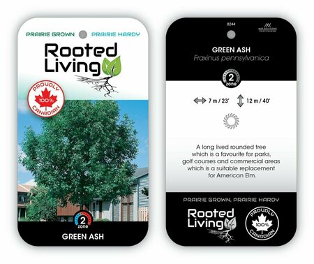 Fraxinus pennsylvanica - Green Ash 2 gal - image 2