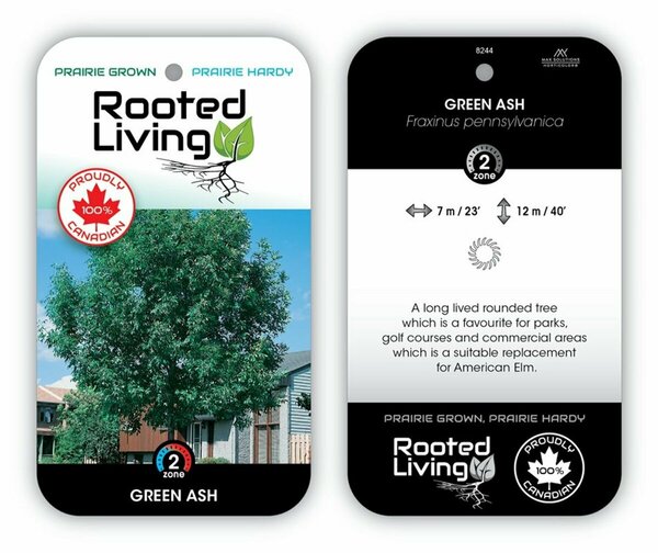 Fraxinus pennsylvanica - Green Ash 2 gal - image 2