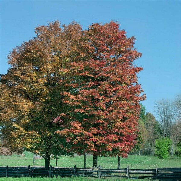 Acer saccharum - Sugar Maple 2 gal - image 2