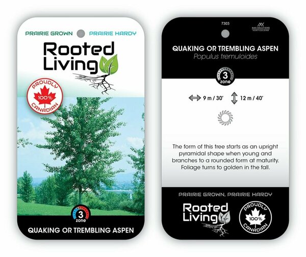 Populus tremuloides - Quaking / Trembling Aspen [native] 2 gal