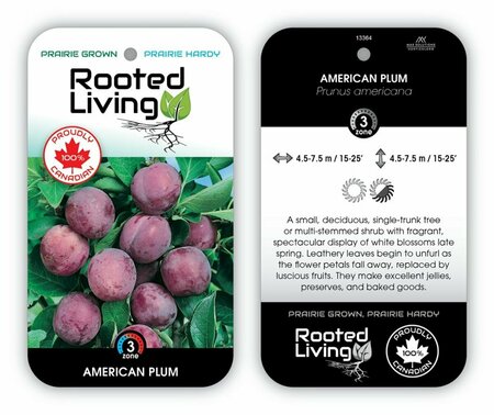 Prunus americana 2 gal