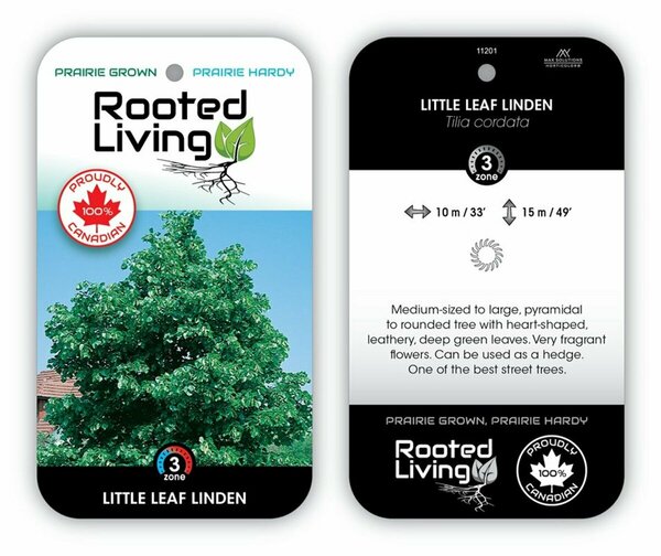 Tilia cordata - Little Leaf Linden 2 gal - image 2