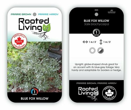 Salix brachycarpa - 'Blue Fox' Willow 2 gal