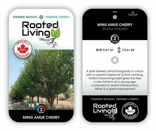 Prunus maackii - Ming Cherry 5 gal