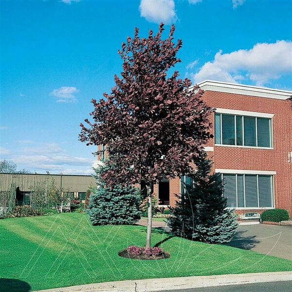 Prunus virginiana - Morden Schubert 5 gal