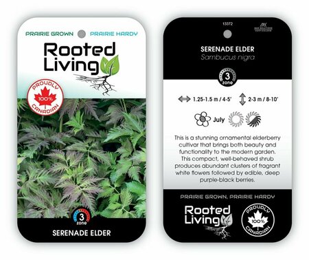 Sambucus nigra 'Serenade' Elder 2 gal