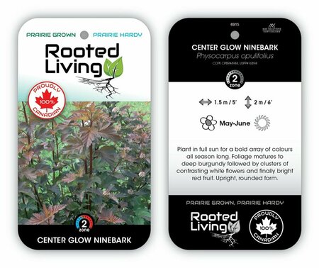 Physocarpus - 'Centreglow' Ninebark 2 gal