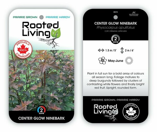 Physocarpus - 'Centreglow' Ninebark 2 gal