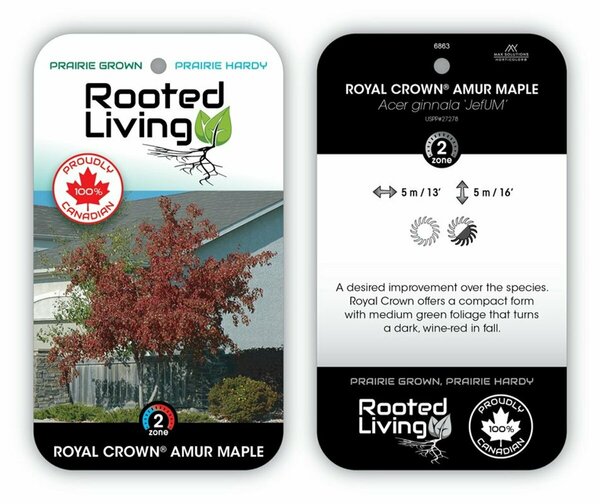 Acer ginnala - 'Jefum' Royal Crown Maple 2 gal multi