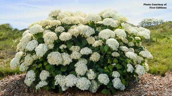 Hydrangea arb. - 'FlowerFull'™ (FE) Smooth Hydrangea 1 1/2gal FE