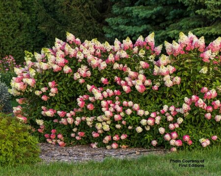 Hydrangea pan. - 'Berry White'® (FE) 1 1/2gal FE - image 1