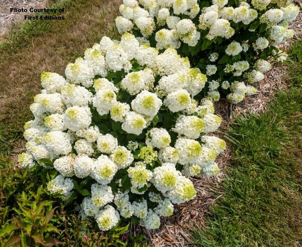 Hydrangea pan. - 'Little Hottie'® (FE) 1 1/2gal FE - image 2