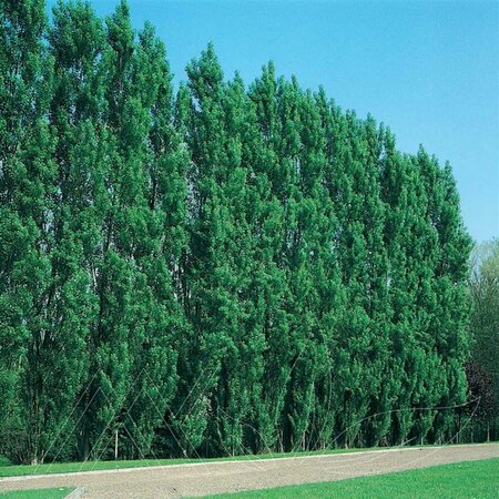 Populus - 'Sundancer' Poplar 2 gal - image 2