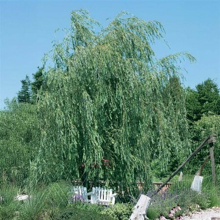 Salix babylonica - Weeping Lace Willow 2 gal - image 2