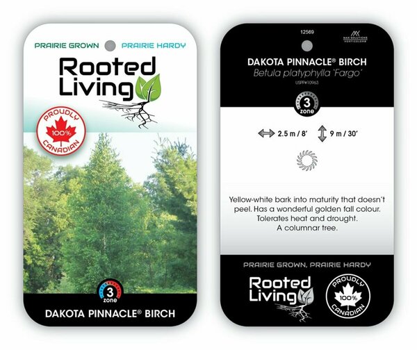Betula platy. 'Fargo' - 'Dakota Pinnacle' Birch 5 gal - image 1