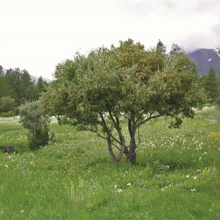 Salix bebbiana - Beaked Willow 1 gal - image 1