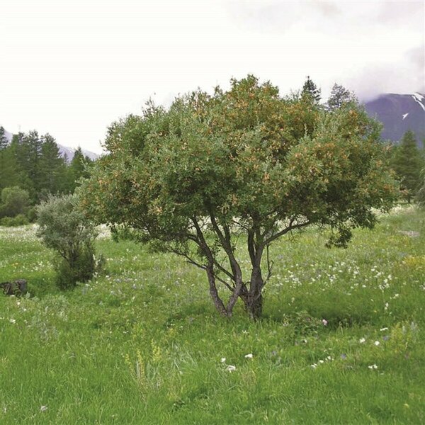 Salix bebbiana - Beaked Willow 1 gal