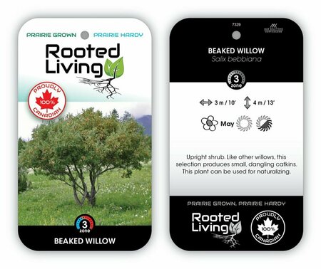 Salix bebbiana - Beaked Willow 1 gal - image 2