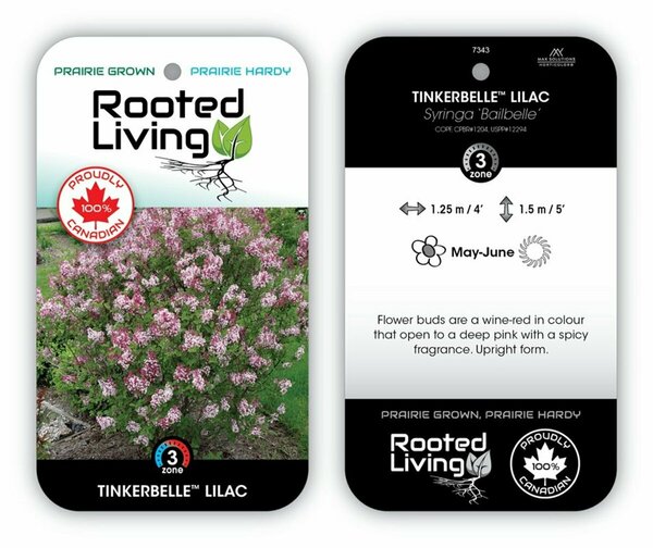 Syringa - 'Tinkerbelle'™ Lilac 1 gal