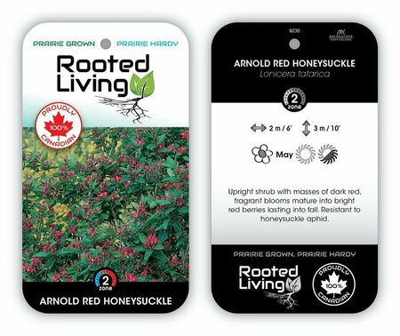 Lonicera tatar. - 'Arnold Red' Honeysuckle 1 gal