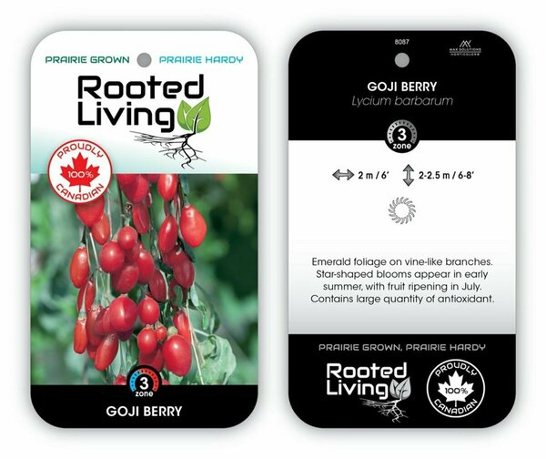 Lycium barbarum - Gojiberry 1 gal