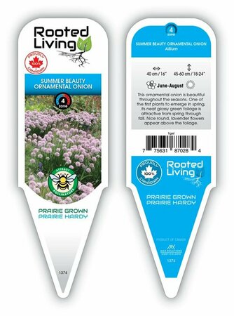 Allium tang. - 'Summer Beauty' Ornamental Onion 1 gal outdoor