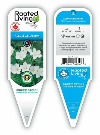 Geranium sang. - 'Album' White Cranesbill 1 gal outdoor