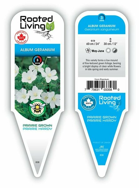 Geranium sang. - 'Album' White Cranesbill 1 gal outdoor