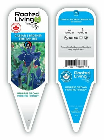 Iris sib. - 'Caesar's Brother' Siberian Iris [Pu] 1 gal outdoor