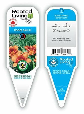 Hemerocallis - 'Tigger' Daylily [Or] 1 gal outdoor