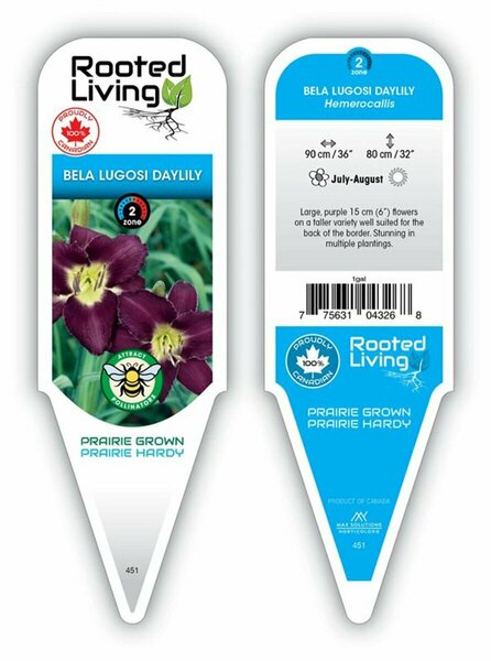 Hemerocallis - 'Bella Lugosi' Daylily [Ppl] 1 gal outdoor
