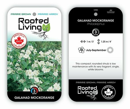 Philadelphus - 'Galahad' Mockorange 1 gal