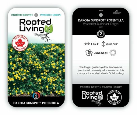 Potentilla 'Fargo' - 'Dakota Sunspot'®  1 gal