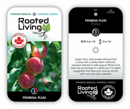 Prunus - 'Pembina' Plum 10 gal