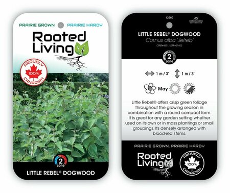 Cornus alba - 'Little Rebel'® Dogwood 1 gal