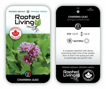 Syringa x pres. - 'Charisma' Lilac 1 gal