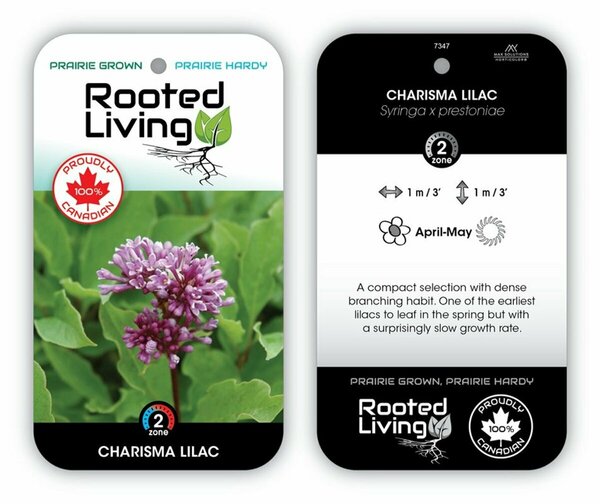 Syringa x pres. - 'Charisma' Lilac 1 gal