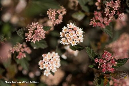 Physocarpus - 'Little Devil'® Ninebark (FE) 1 1/2gal FE - image 3