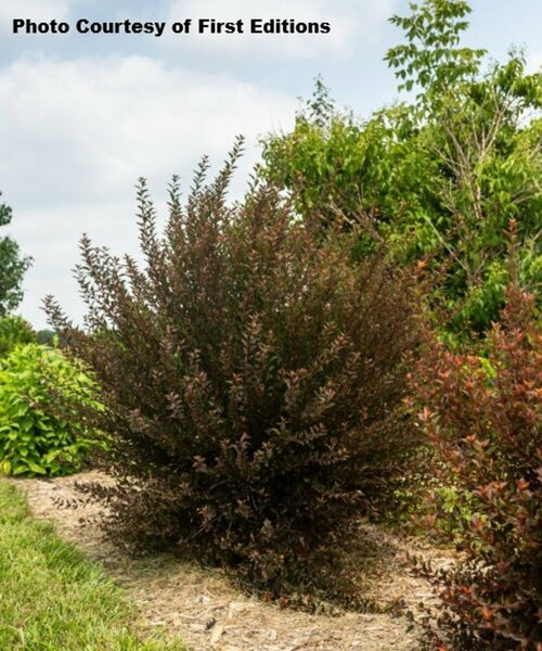 Physocarpus - 'Little Devil'® Ninebark (FE) 1 1/2gal FE - image 2