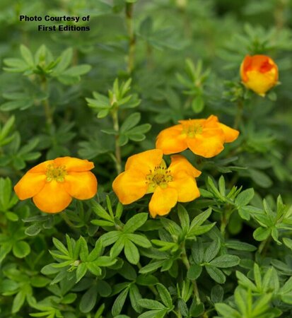 Potentilla - 'Mandarin Tango'® (FE) 1 1/2gal FE