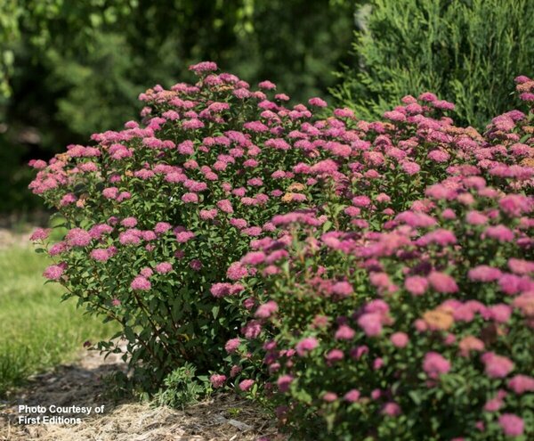 Spiraea x bumalda - 'Superstar'™ (FE) 1 1/2gal FE - image 2