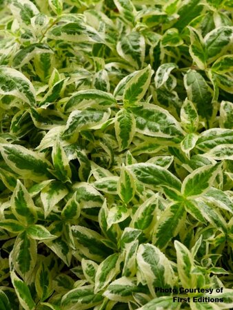 Diervilla - 'Cool Splash'® Bush Honeysuckle (FE) 1 1/2gal FE - image 1